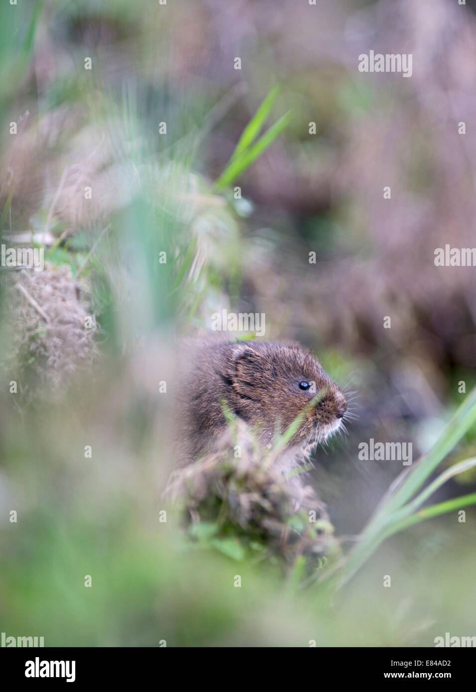 Le Campagnol de l'eau Arvicola amphibius Sussex Banque D'Images