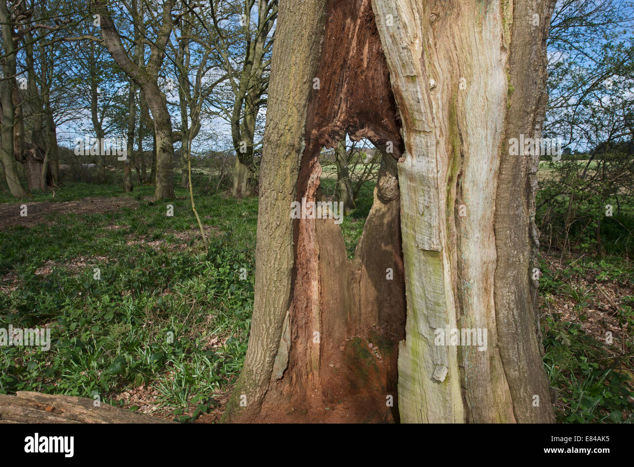 Étêtés ancienne chêne en bois El Saladillo North Norfolk début du printemps Banque D'Images