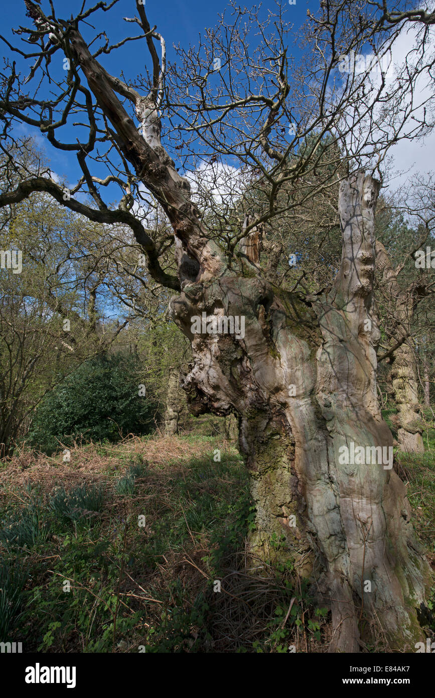 Étêtés ancienne chêne en bois El Saladillo North Norfolk début du printemps Banque D'Images