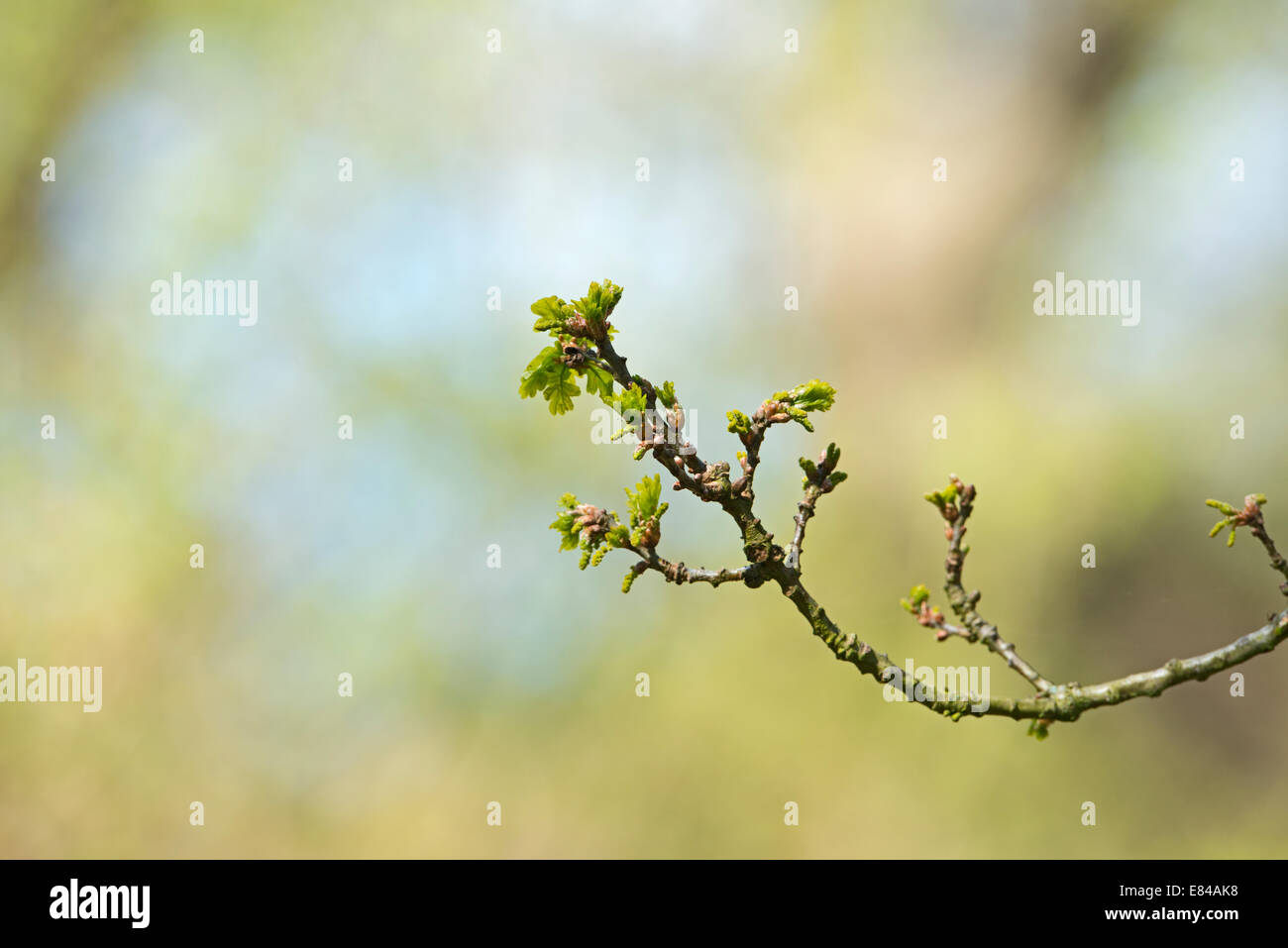 Les bourgeons des feuilles sur le vieux chêne dans la région de El Saladillo bois Norfolk Banque D'Images