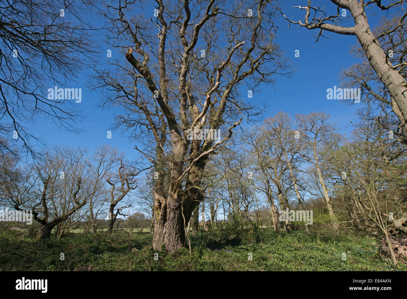 Étêtés ancienne chêne en bois El Saladillo North Norfolk début du printemps Banque D'Images