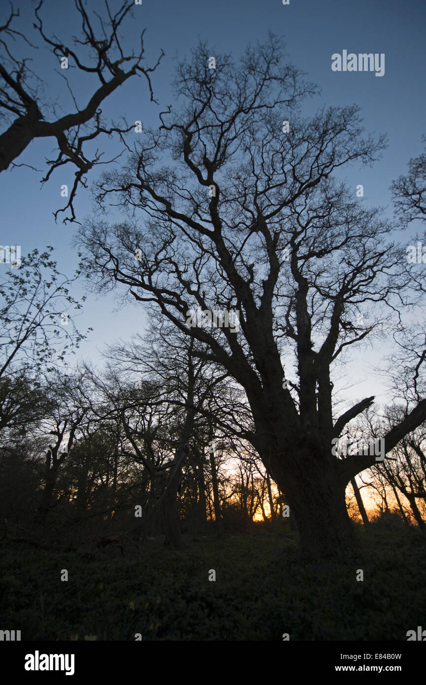 Étêtés ancienne chêne en bois El Saladillo North Norfolk début du printemps Banque D'Images