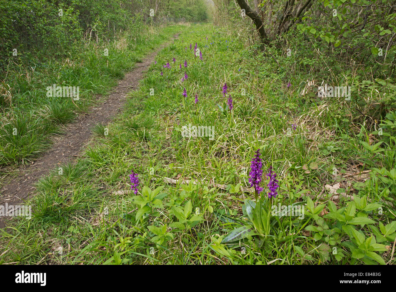 Early Purple Orchid Orchis mascula Foxley Bois Norfolk Banque D'Images