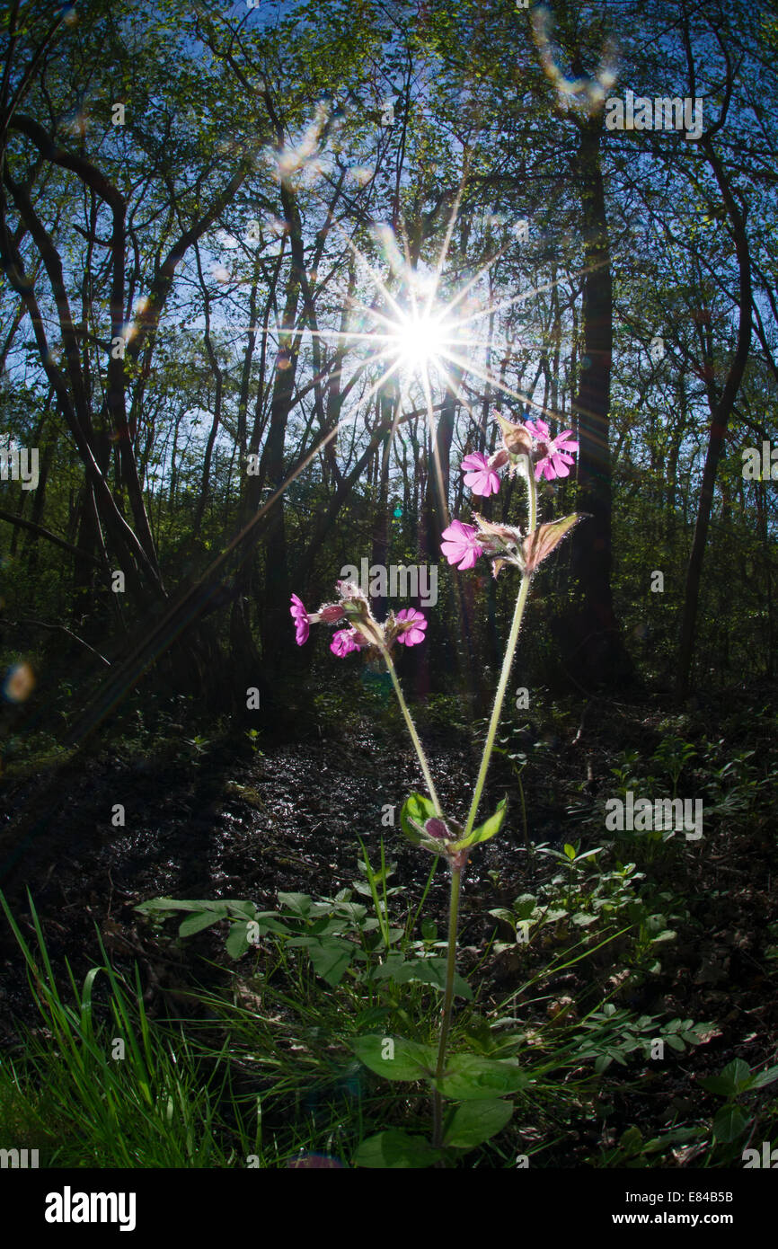 Red campion Silene dioica Simo Wood North Norfolk printemps Banque D'Images