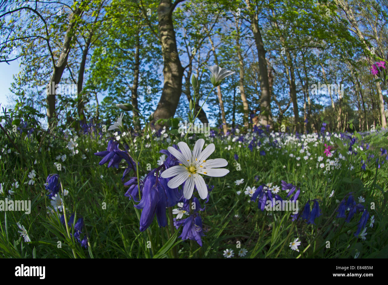 Plus de Stellaria holostea stellaire à El Saladillo Bois printemps North Norfolk Banque D'Images