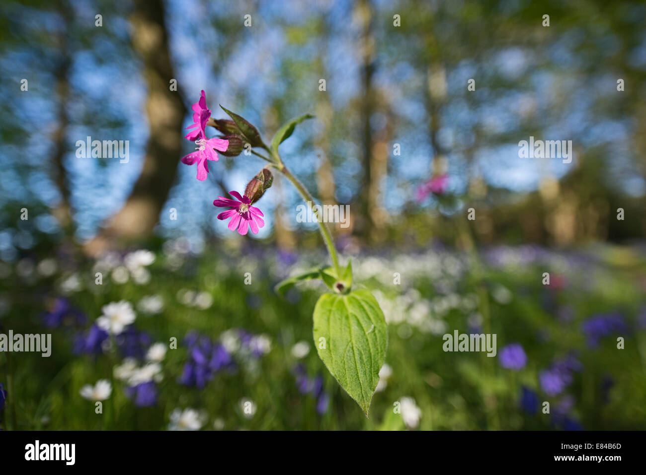 Red campion Silene dioica Simo Wood North Norfolk printemps Banque D'Images