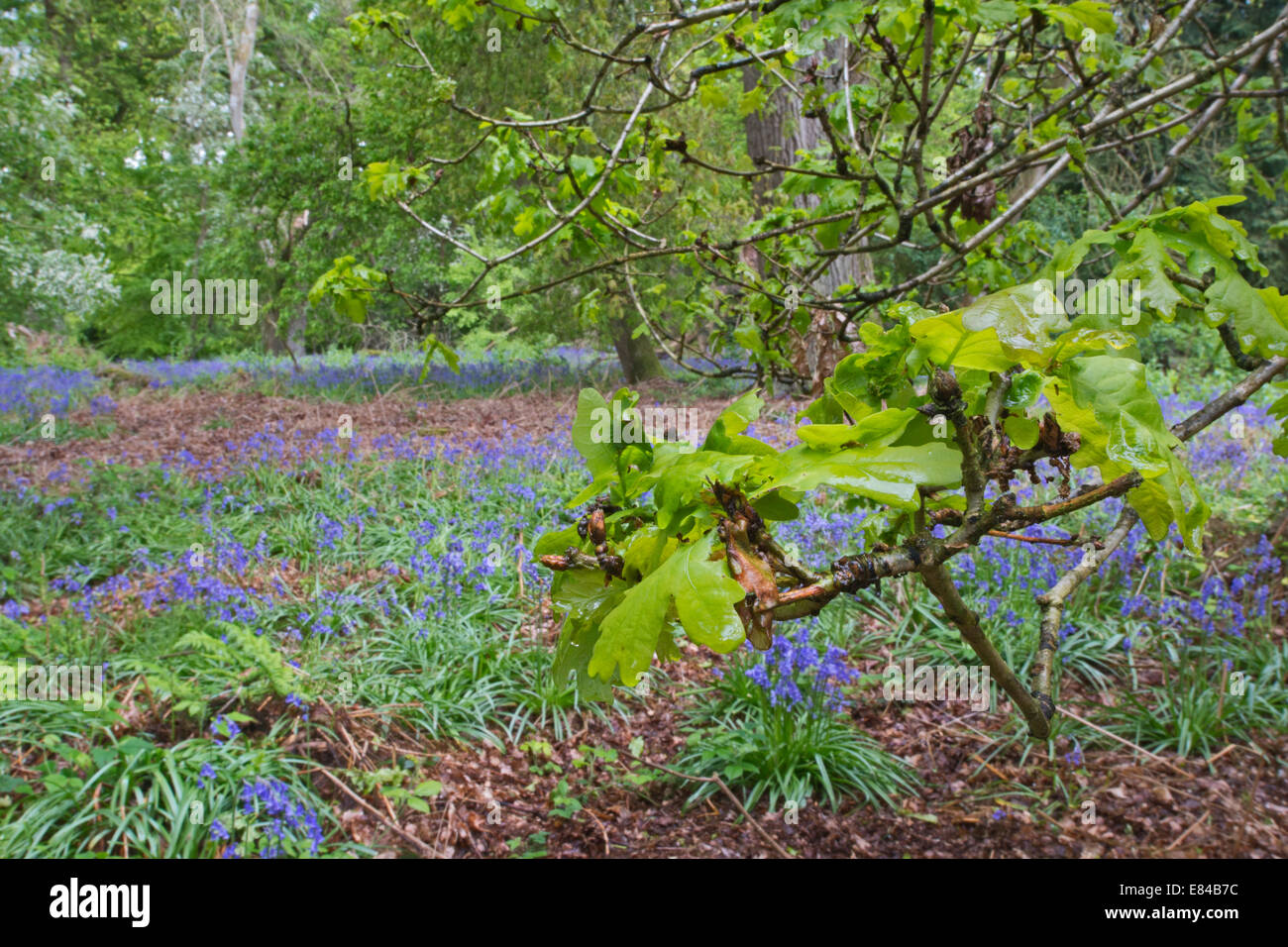 El Saladillo Norfolk Wildlife Trust Réserver printemps Norfolk Banque D'Images