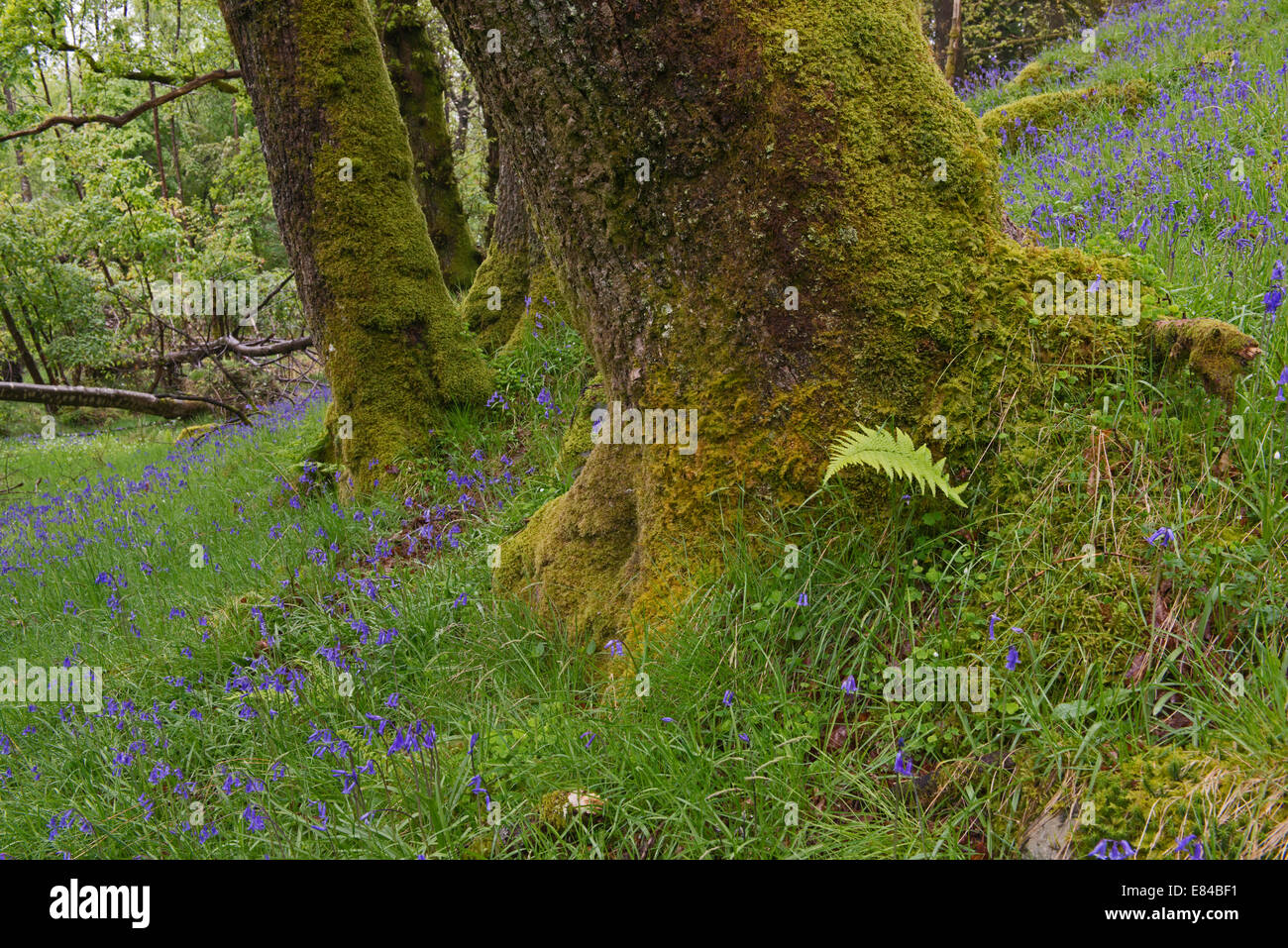 Jacinthes des bois en chêne sur les rives du Loch Lomond Ecosse Tayside peut Banque D'Images