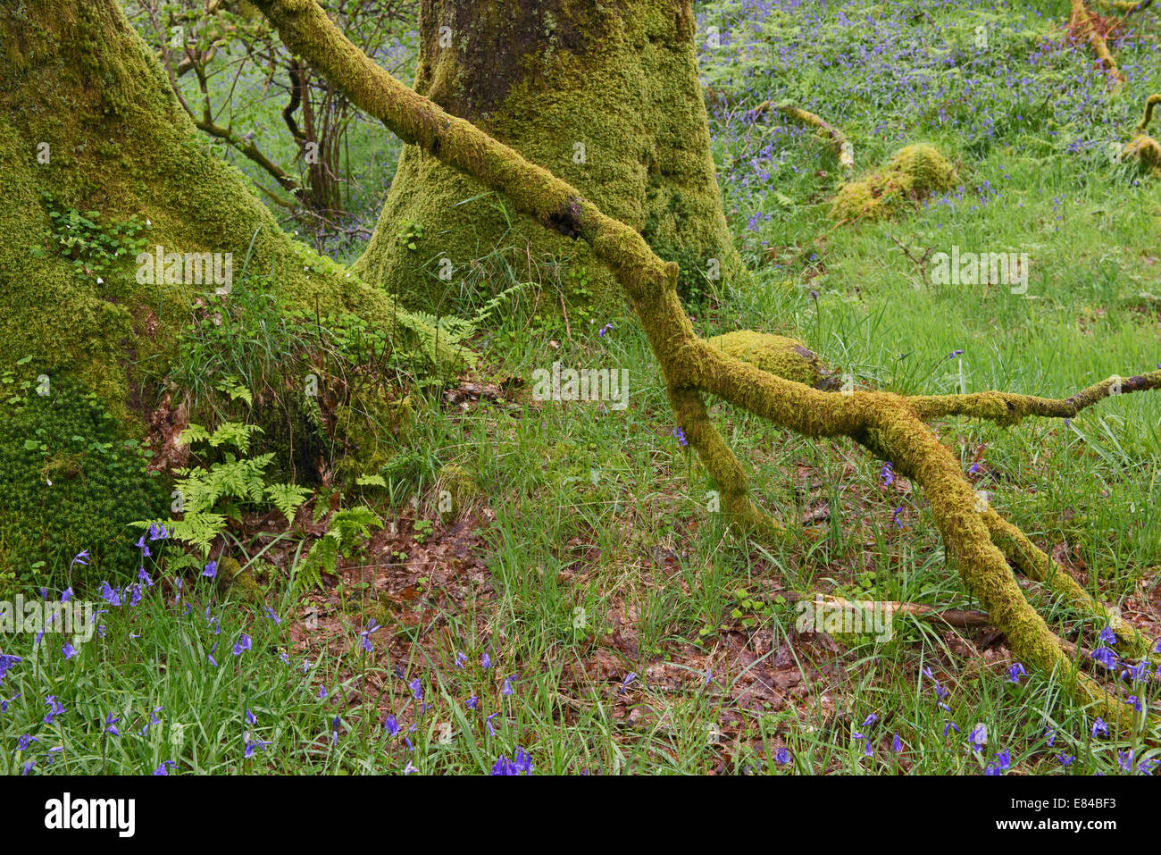 Jacinthes des bois en chêne sur les rives du Loch Lomond Ecosse Tayside peut Banque D'Images