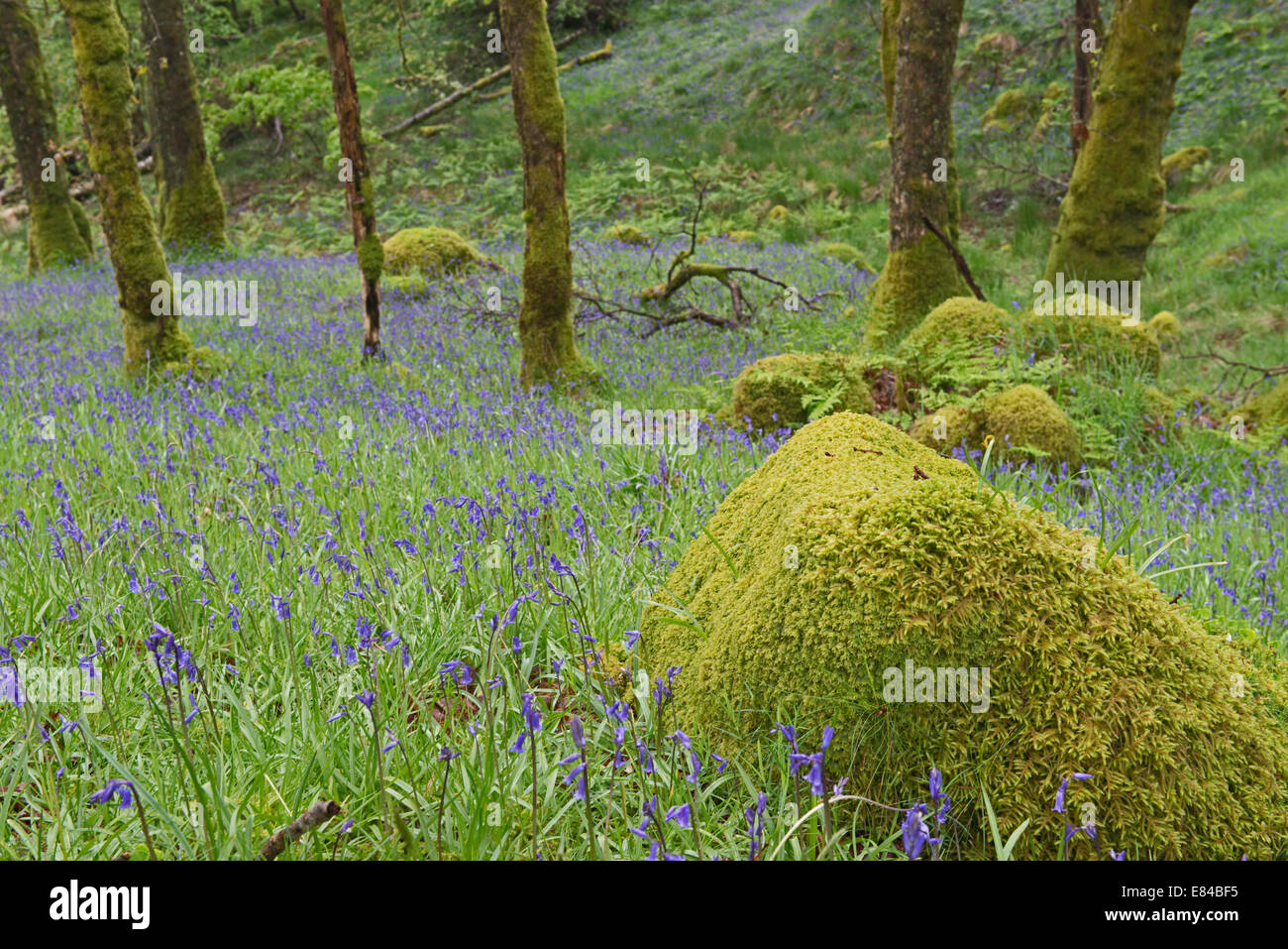 Jacinthes des bois en chêne sur les rives du Loch Lomond Ecosse Tayside peut Banque D'Images