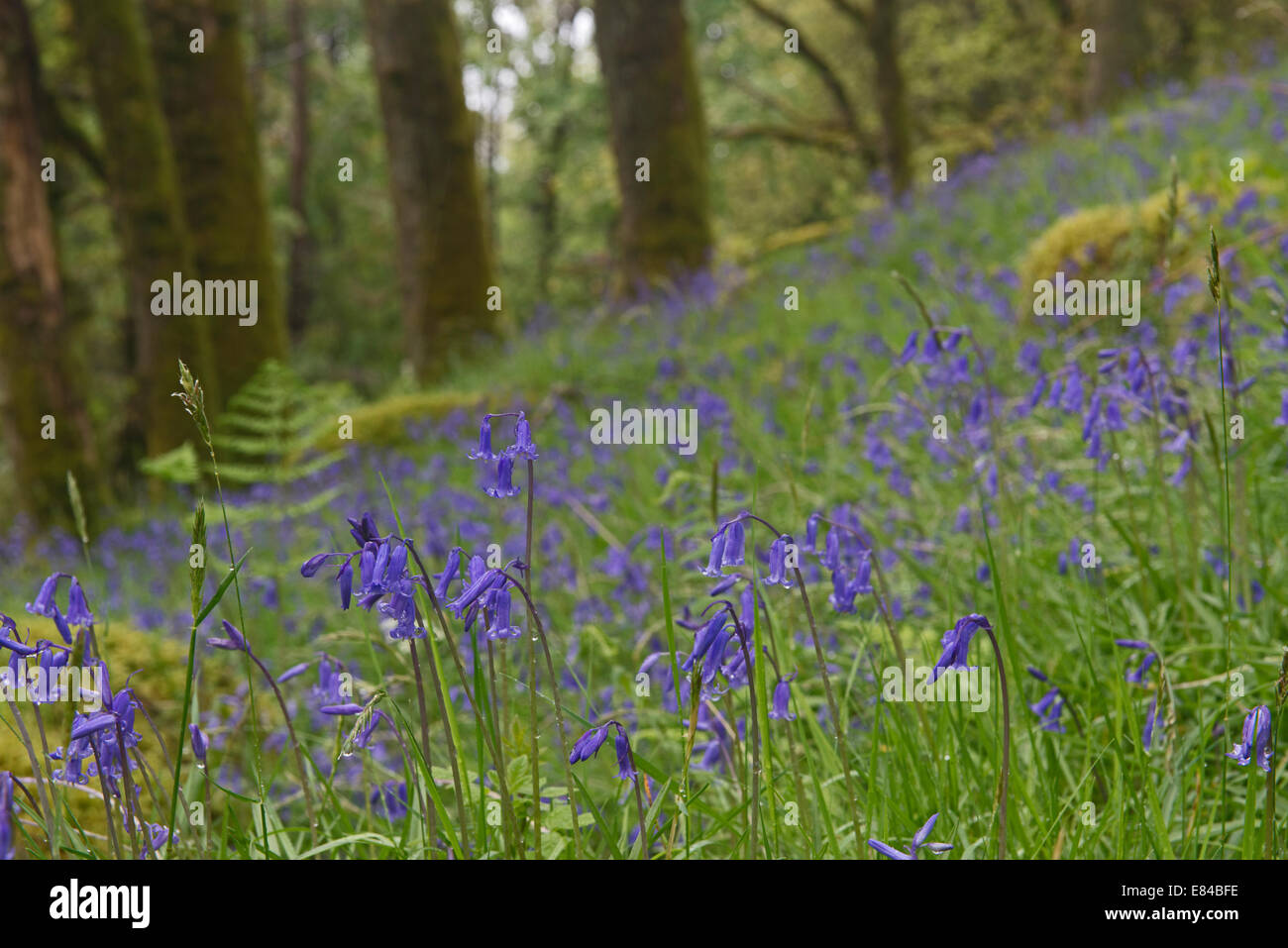 Jacinthes des bois en chêne sur les rives du Loch Lomond Ecosse Tayside peut Banque D'Images