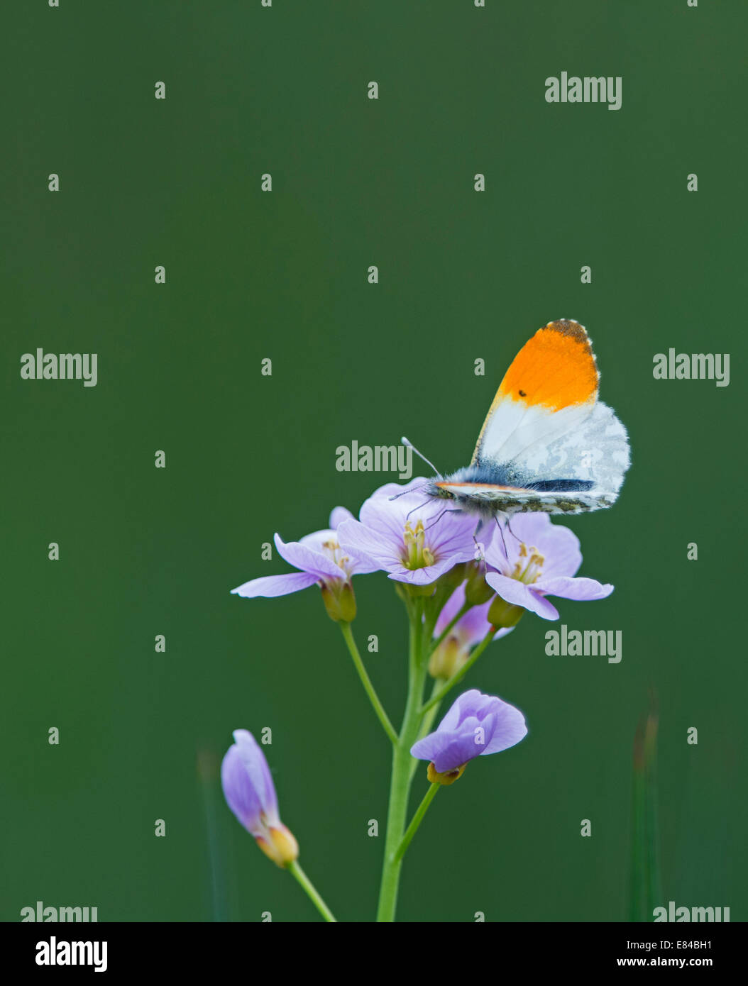 Orange-tip Butterfly Anthocharis cardamines sur cardamine des North Norfolk peut Banque D'Images