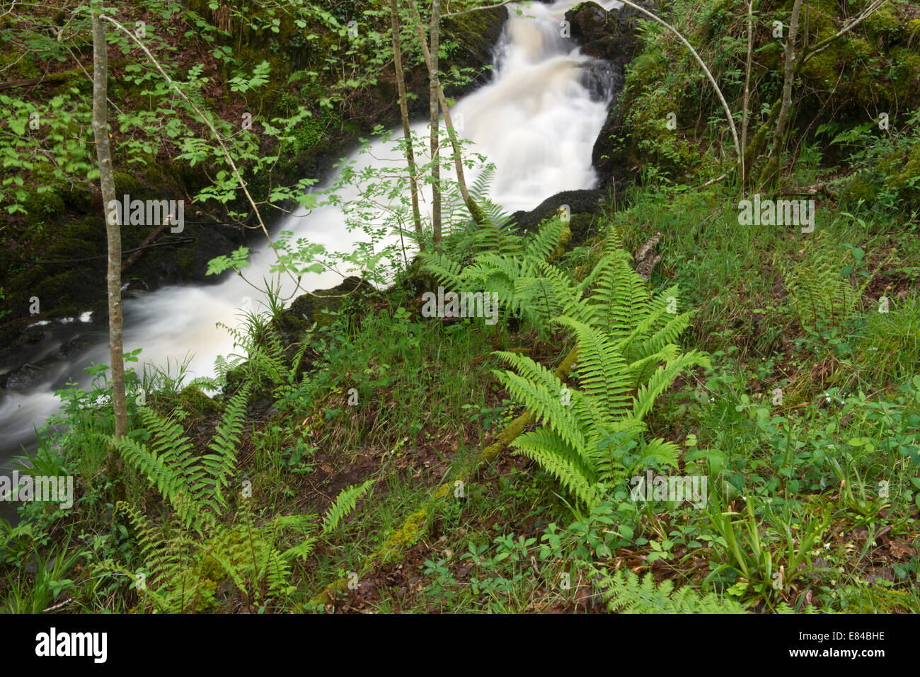 Bois de cascade dans le bois de Cri Cri réserve RSPB Scotland Dumfries & Galloway peut Banque D'Images