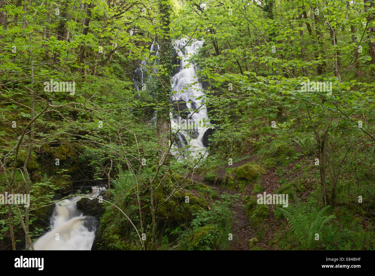 Bois de cascade dans le bois de Cri Cri réserve RSPB Scotland Dumfries & Galloway peut Banque D'Images