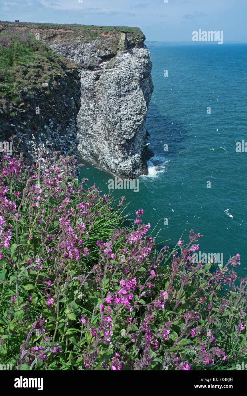 Falaises à oiseaux de la réserve RSPB ÉCOSSE Juin Fowlsheugh Banque D'Images