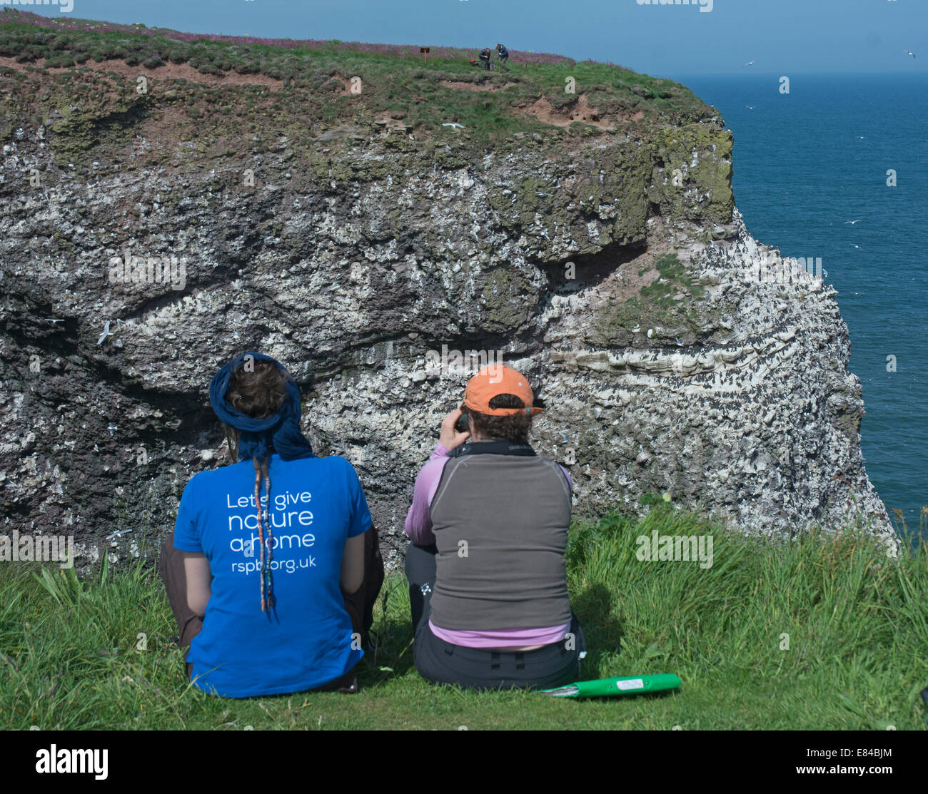 Le personnel de la RSPB sur les falaises à oiseaux de recensement Fowlsheugh réserve RSPB Écosse Banque D'Images