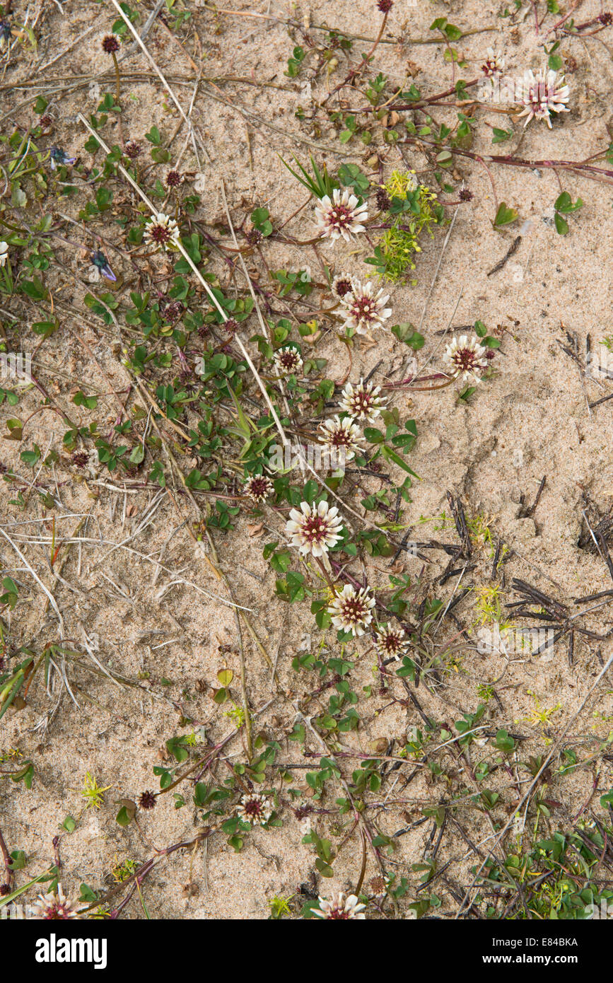 Flore y compris le Trèfle blanc Trifolium repens de plus en plus mou au niveau des dunes de sables bitumineux Aberdeensh Forvie National Nature Reserve Banque D'Images
