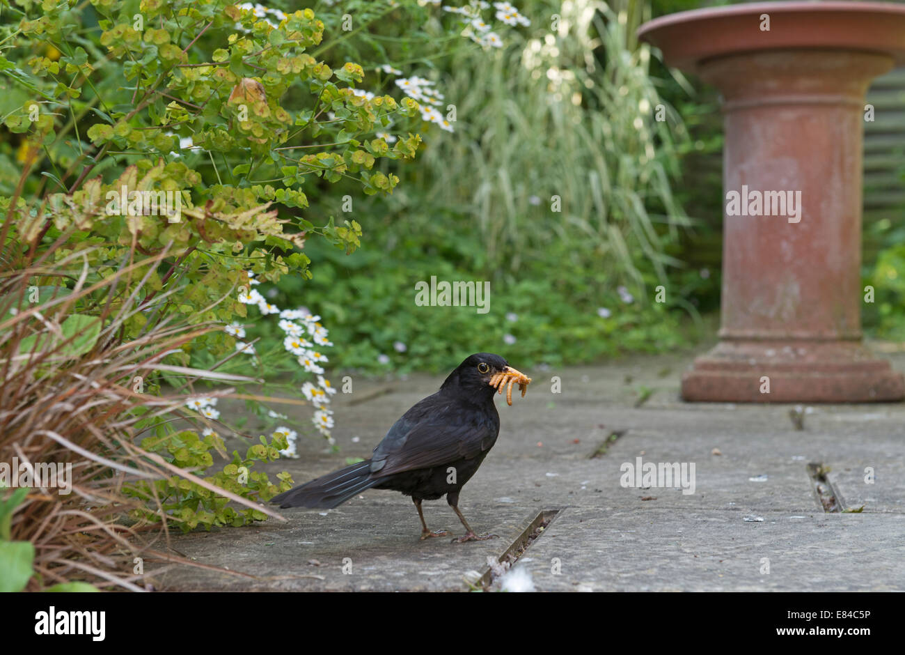 Turdus merula Blackbird vers de farine pour la collecte des oisillons jardin Norfolk Banque D'Images