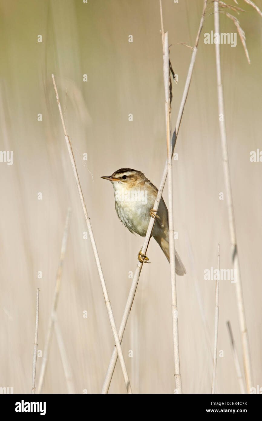 Phragmite des joncs Acrocephalus schoenobaenus Claj Norfolk Banque D'Images