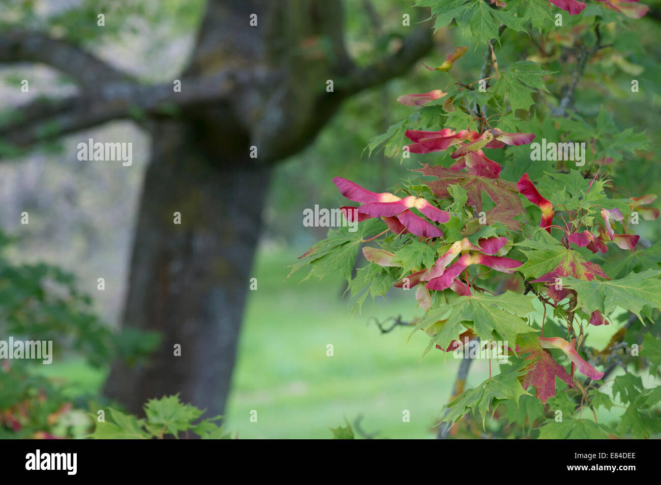 Acer platanoides palmatifidum les coupelles de semences à l'automne. L'érable de Norvège. UK Banque D'Images