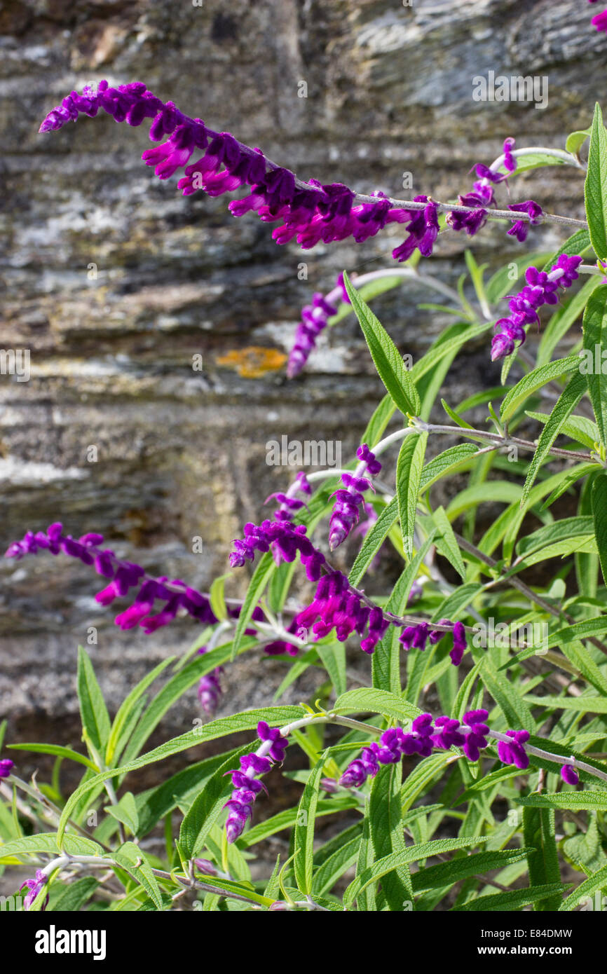 Fleurs violettes et le feuillage linéaire de la salvia leucantha 'Purple Velvet' Banque D'Images