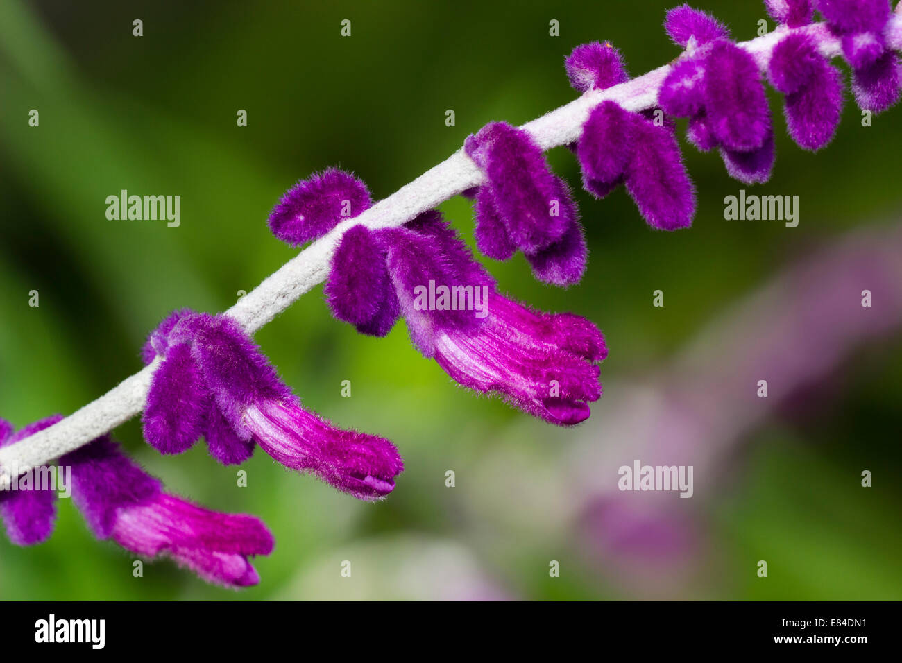 Close up of les fleurs violettes de la salvia leucantha 'Purple Velvet' Banque D'Images