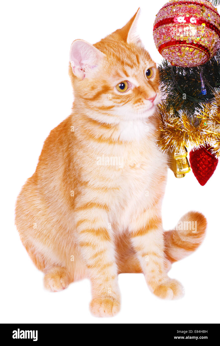 Chat rouge près de l'arbre de Noël branches Banque D'Images