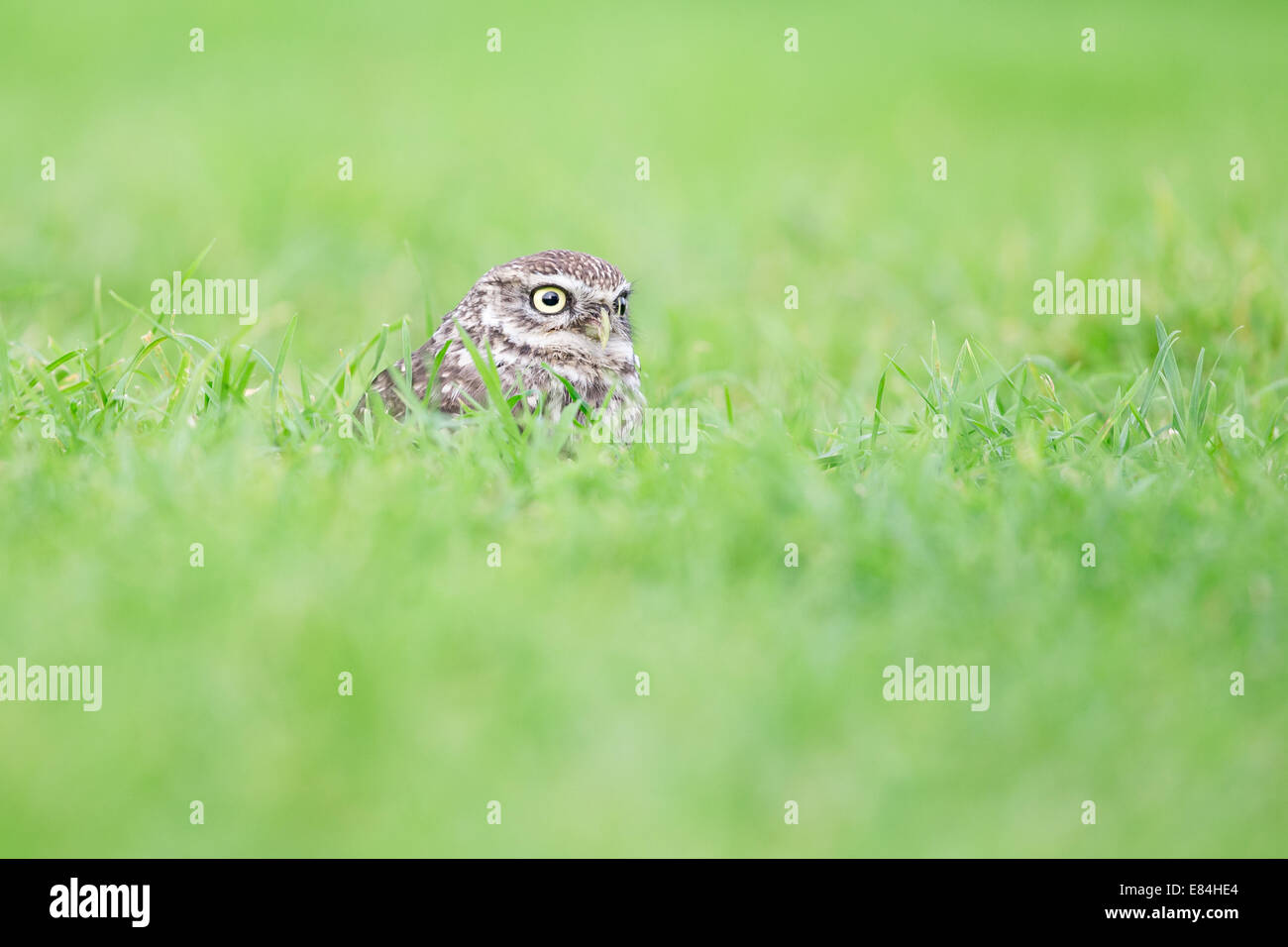 Chouette chevêche (Athene noctua) debout dans l'herbe courte Banque D'Images