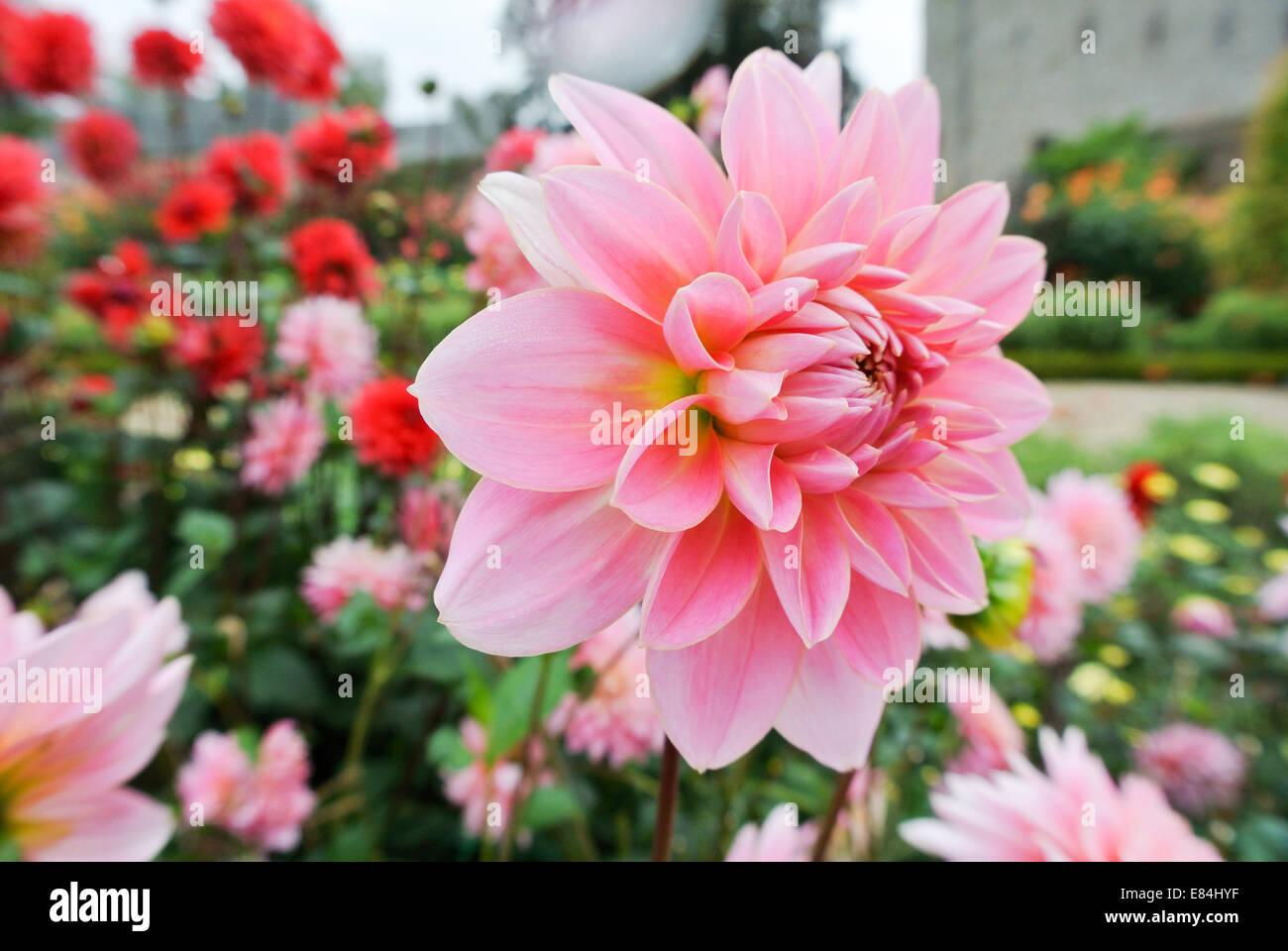 Nénuphar rose avec dahlia dahlias rouge en arrière-plan Banque D'Images