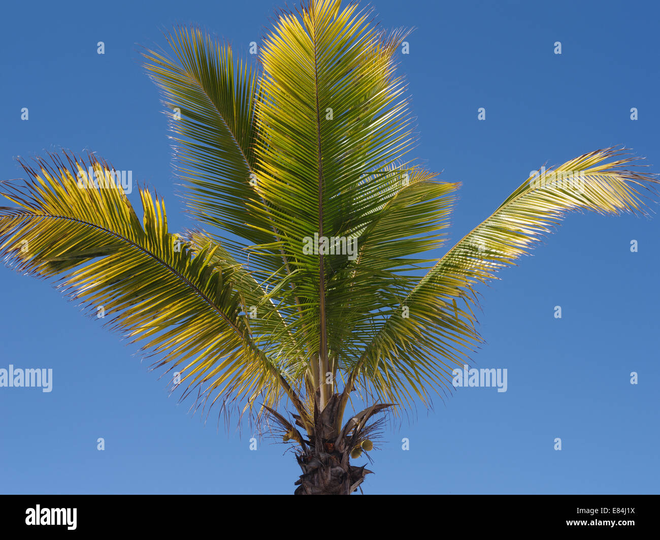 Palmier dans la ville de Mogan sur Gran Canaria en Espagne Banque D'Images