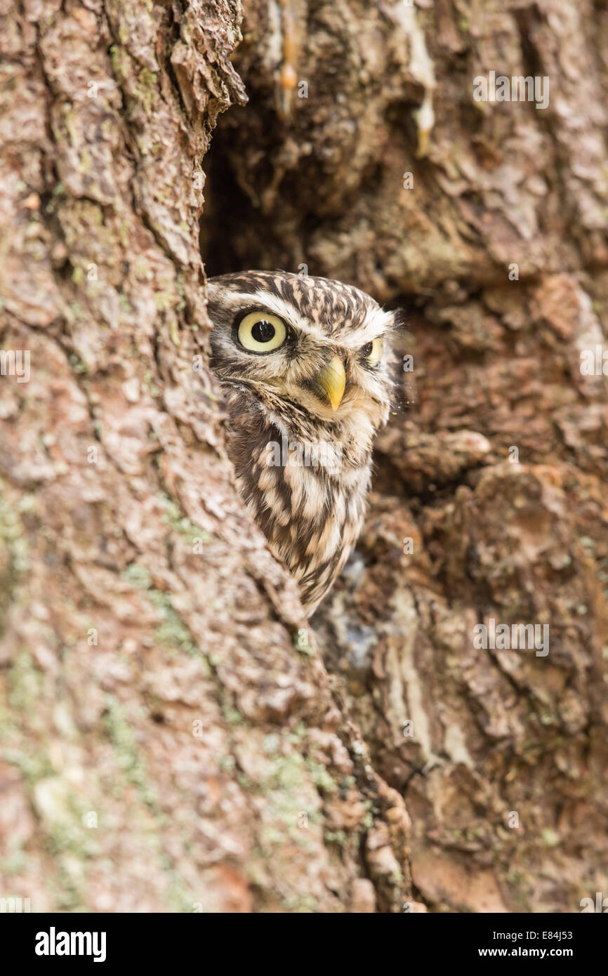 Chouette chevêche (Athene noctua) scrutant d'un nid dans un tronc d'arbre Banque D'Images