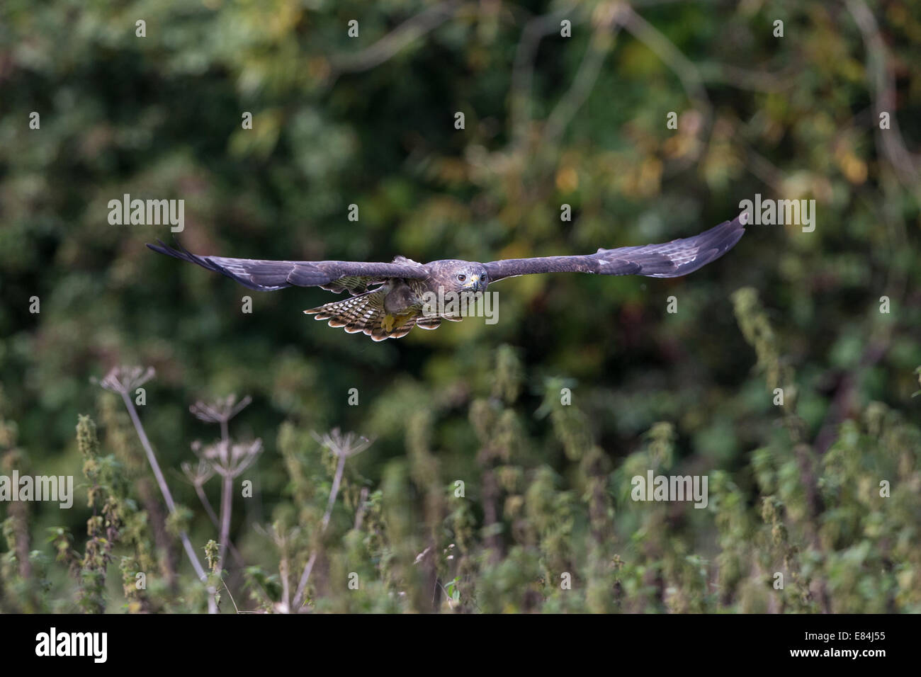 Buse variable (Buteo buteo) en vol au dessus de terres agricoles Banque D'Images