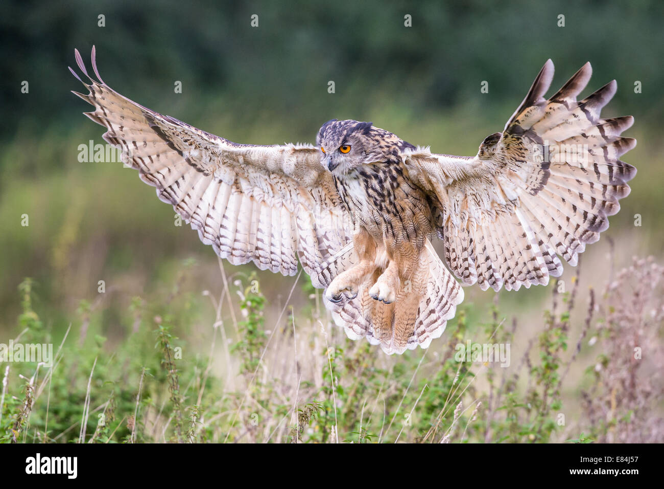 Grand Owl (Bubo bubo) ailes déployées juste avant l'atterrissage Banque D'Images