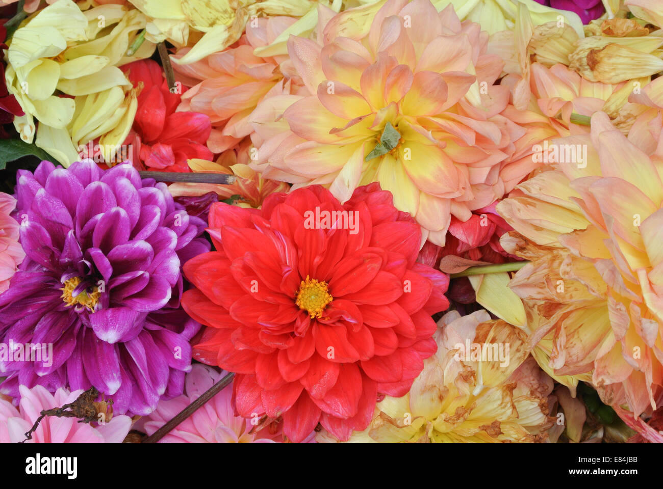 dahlias usés Banque D'Images