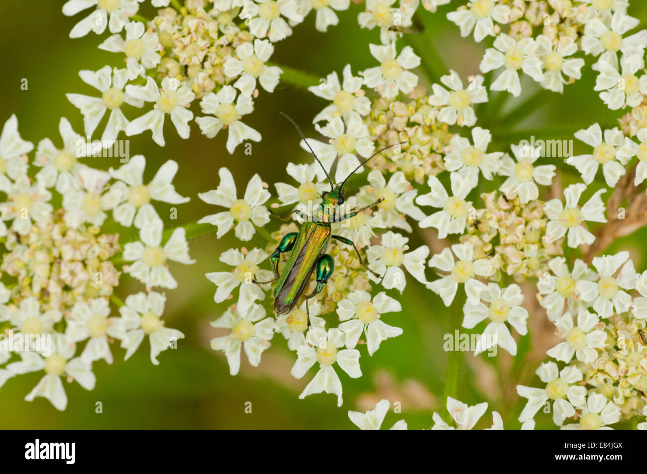 Le scarabée métallique commun Oedemera nobilis (avec son immense tibiias) se nourrissant sur une fleur umbellifer Banque D'Images