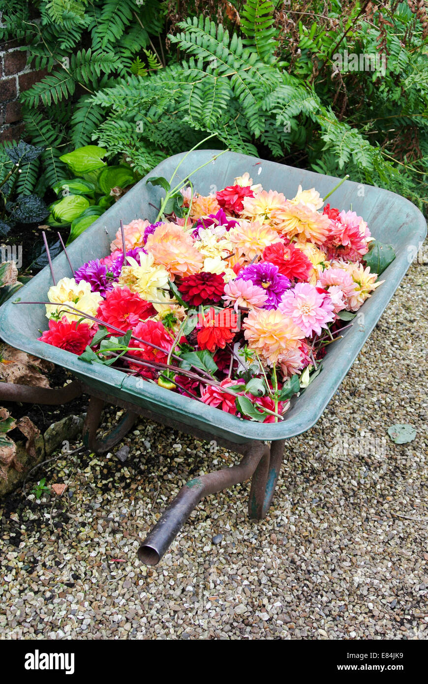 Brouette vide de dahlias Banque D'Images
