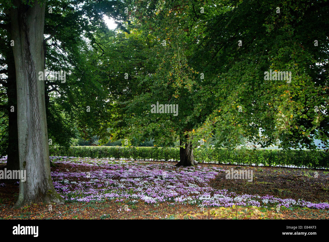 Wakehurst Place à Ardingly dans West Sussex, la propriété des Jardins botaniques royaux de Kew. Les bois et la campagne Banque D'Images
