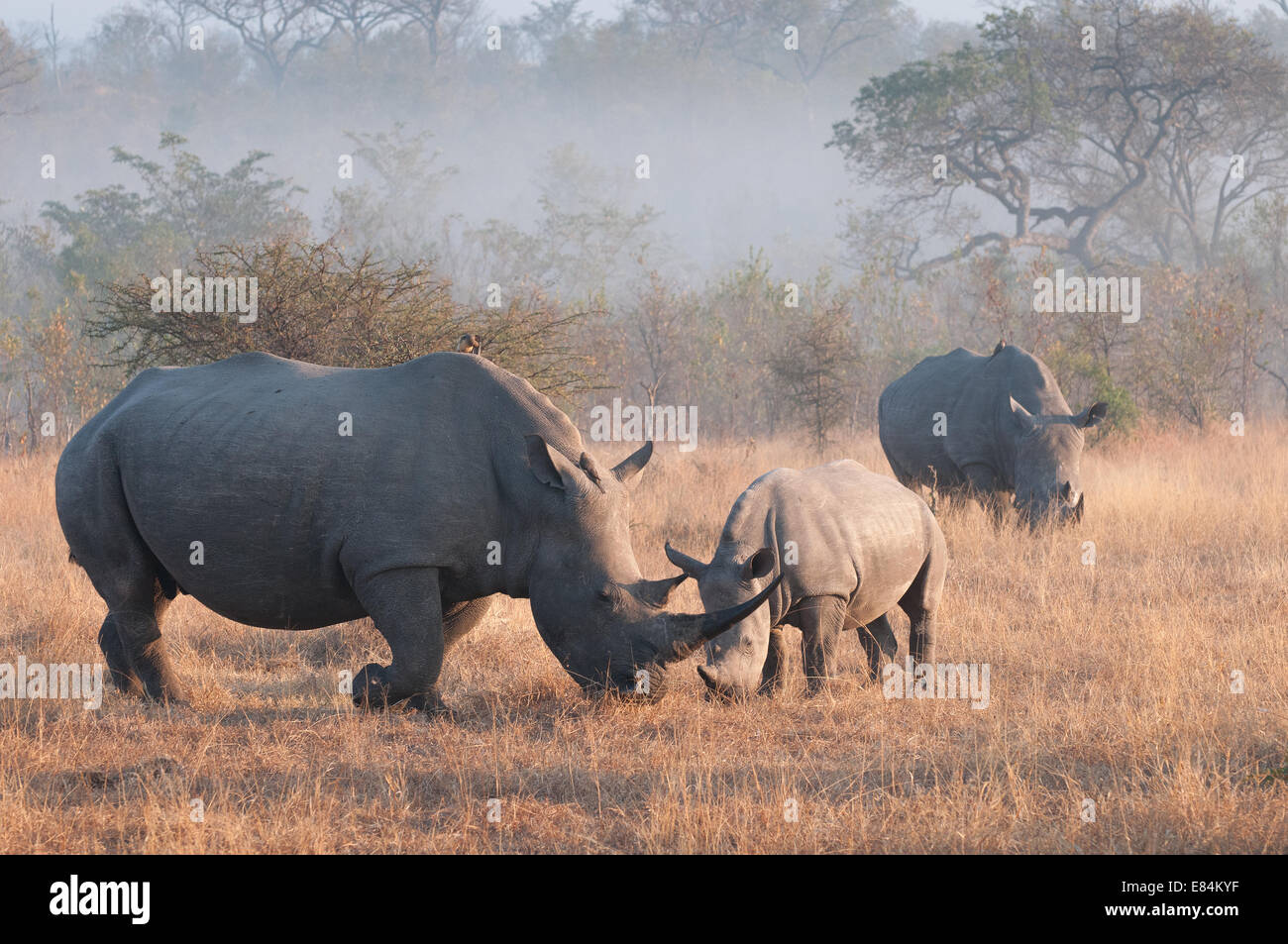 Troupeau de rhinocéros photographié au début de la lumière du matin à Sabi Sands Game Reserve, Afrique du Sud Banque D'Images