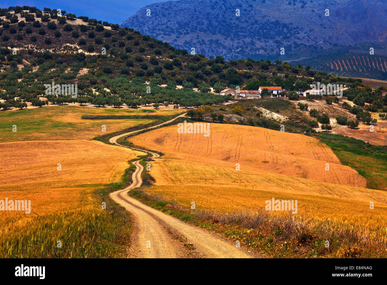 Route sinueuse, près de Colmenar, la province de Malaga, Andalousie, Espagne Banque D'Images
