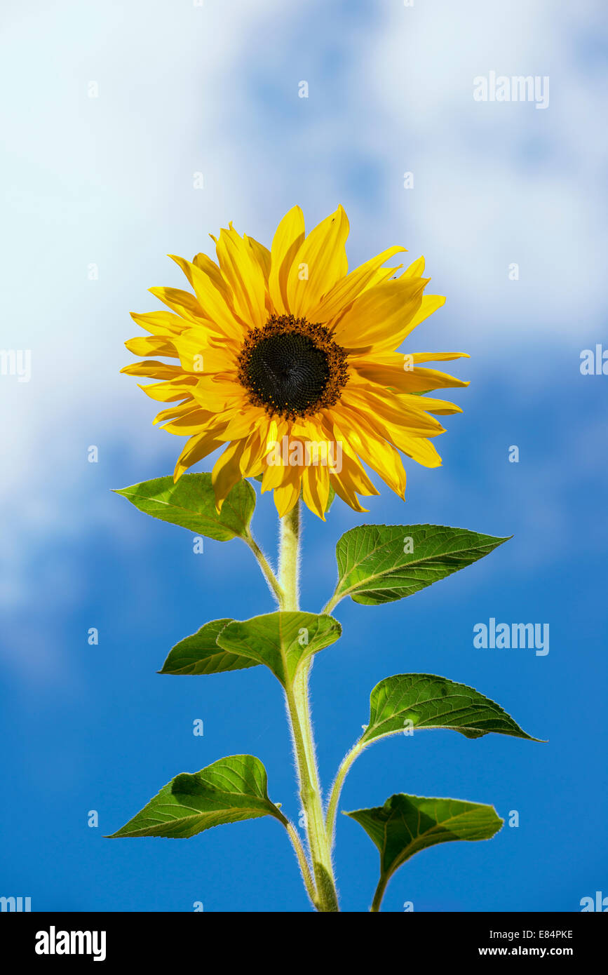 Le tournesol contre un ciel bleu avec des nuages Banque D'Images