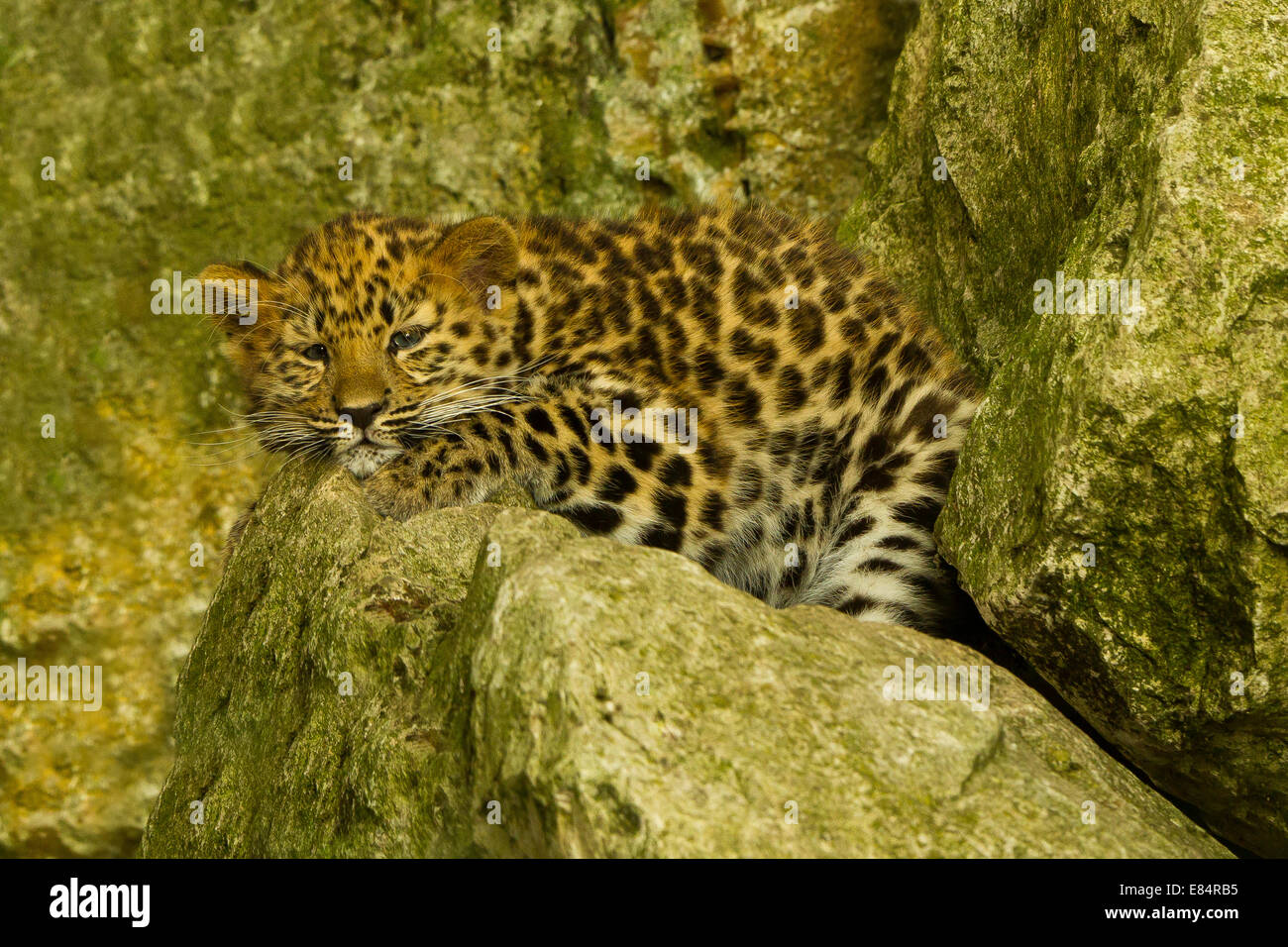 Amur Leopard Cub extrêmement rares (Panthera pardus orientalis) portant sur la roche Banque D'Images