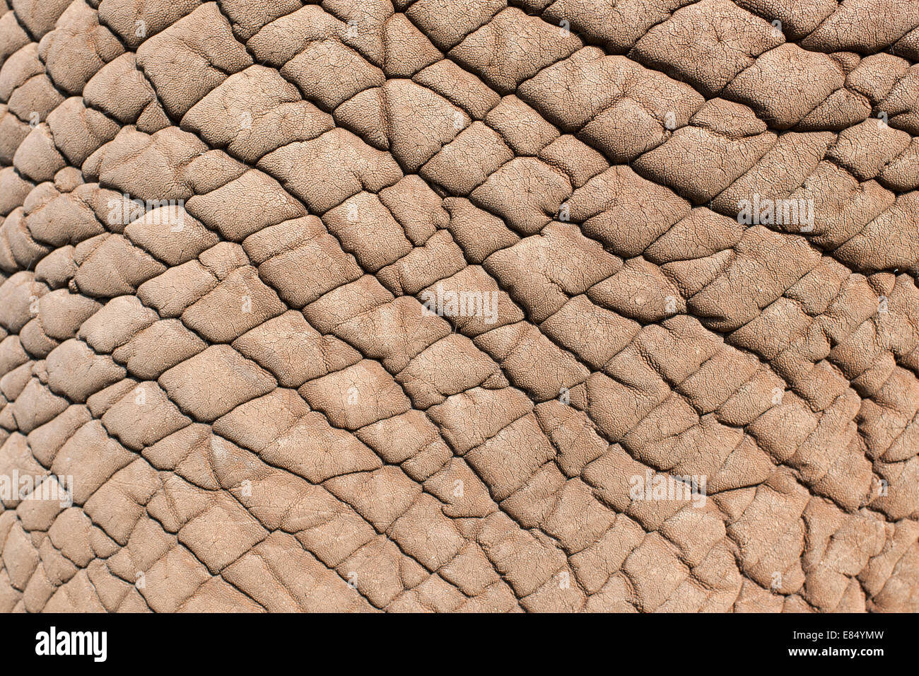 Close-up de la peau d'éléphant. Banque D'Images