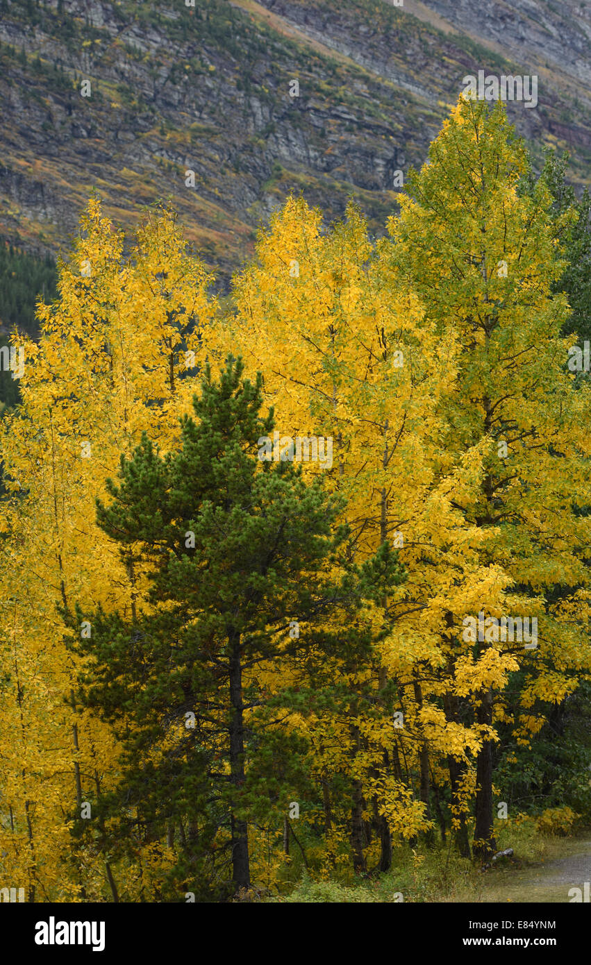 De l'automne ou les feuilles d'automne dans les nombreux champ de glaciers Le parc national des Glaciers. Banque D'Images