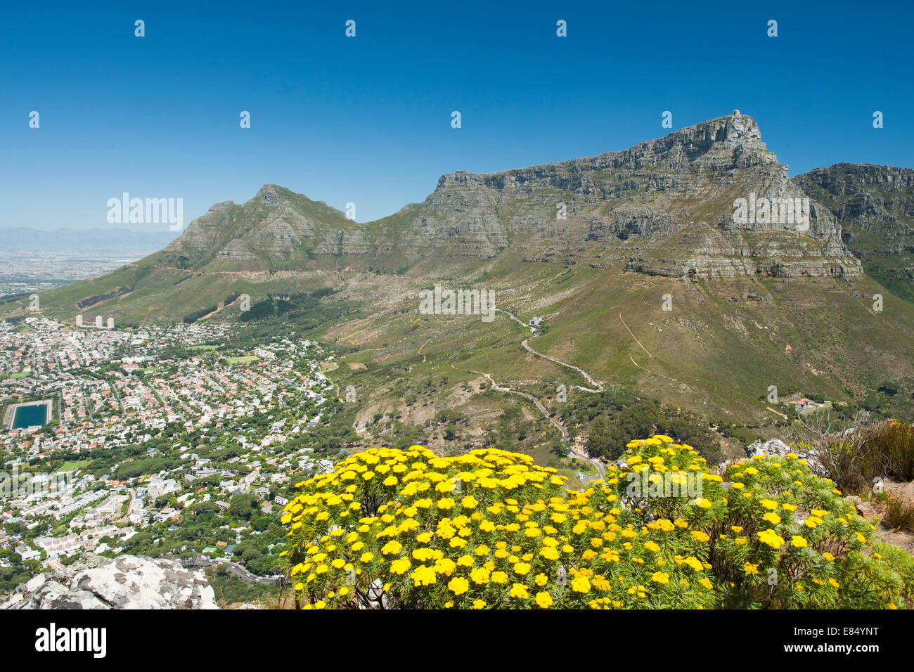 La montagne de la table au Cap, Afrique du Sud avec un Golden Coulter (bush Hymenolepis parviflora) au premier plan. Banque D'Images