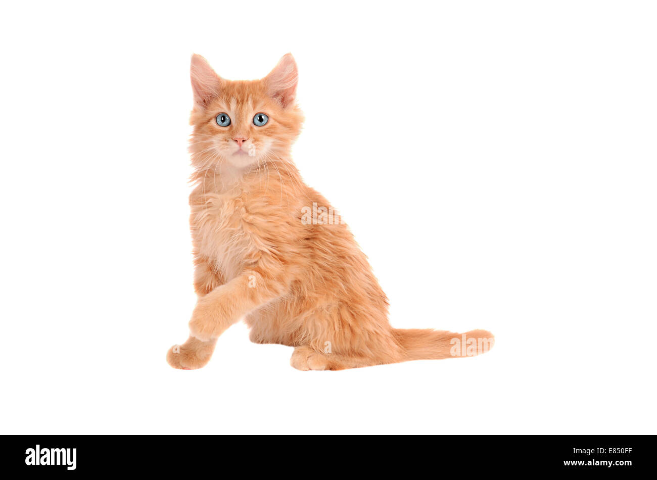 Ginger kitten avec de grands yeux sur un fond blanc Banque D'Images