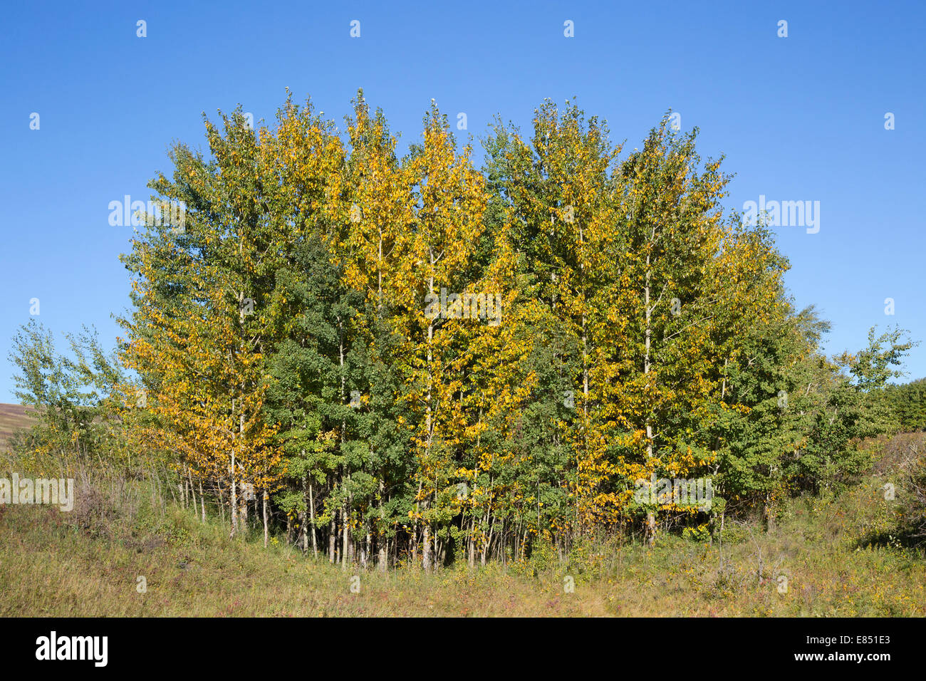 bosquet de peuplier dans un creux dans la prairie de fétuque approximative.Peuplier baumier changeant de couleur de vert d'été à jaune d'automne plus tôt que l'Aspen qui tremble. Banque D'Images