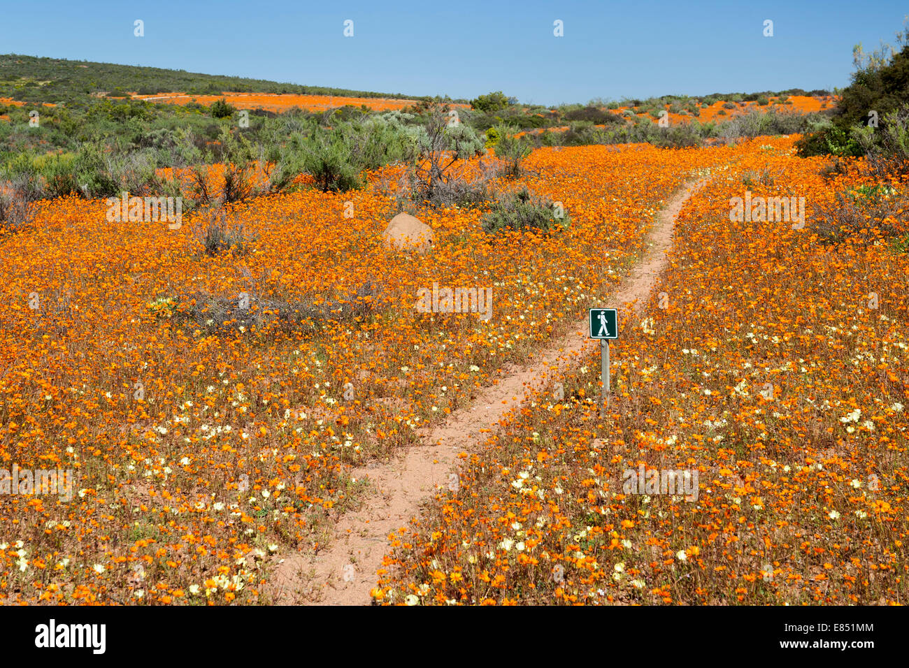 L'Korhaan sentier pédestre traversant champs de fleurs dans le Parc National Namaqua en Afrique du Sud. Banque D'Images