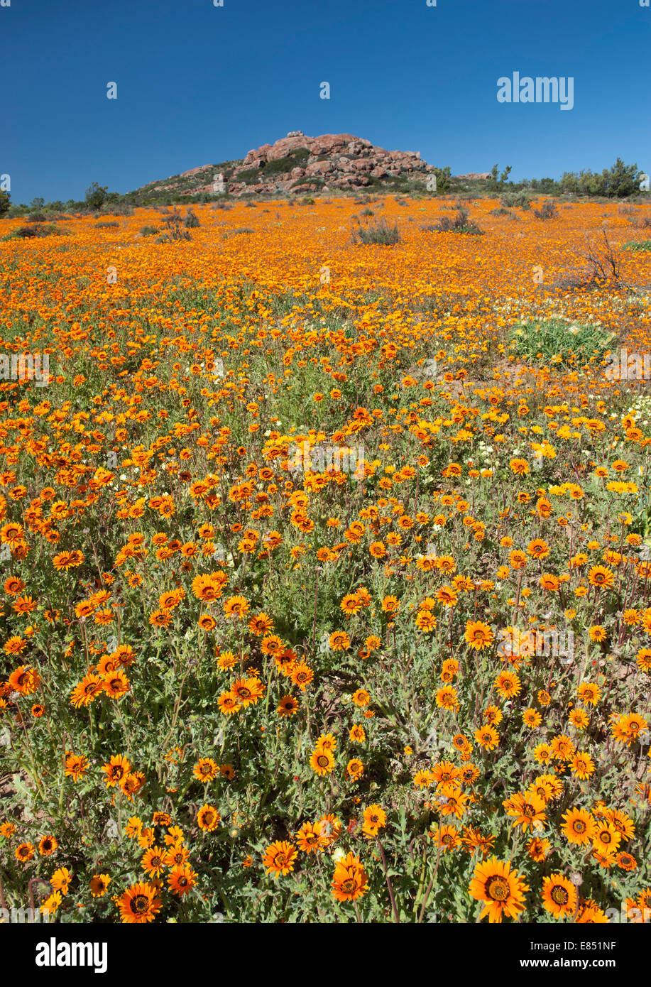 Fleurs dans le Parc National Namaqua en Afrique du Sud. Banque D'Images