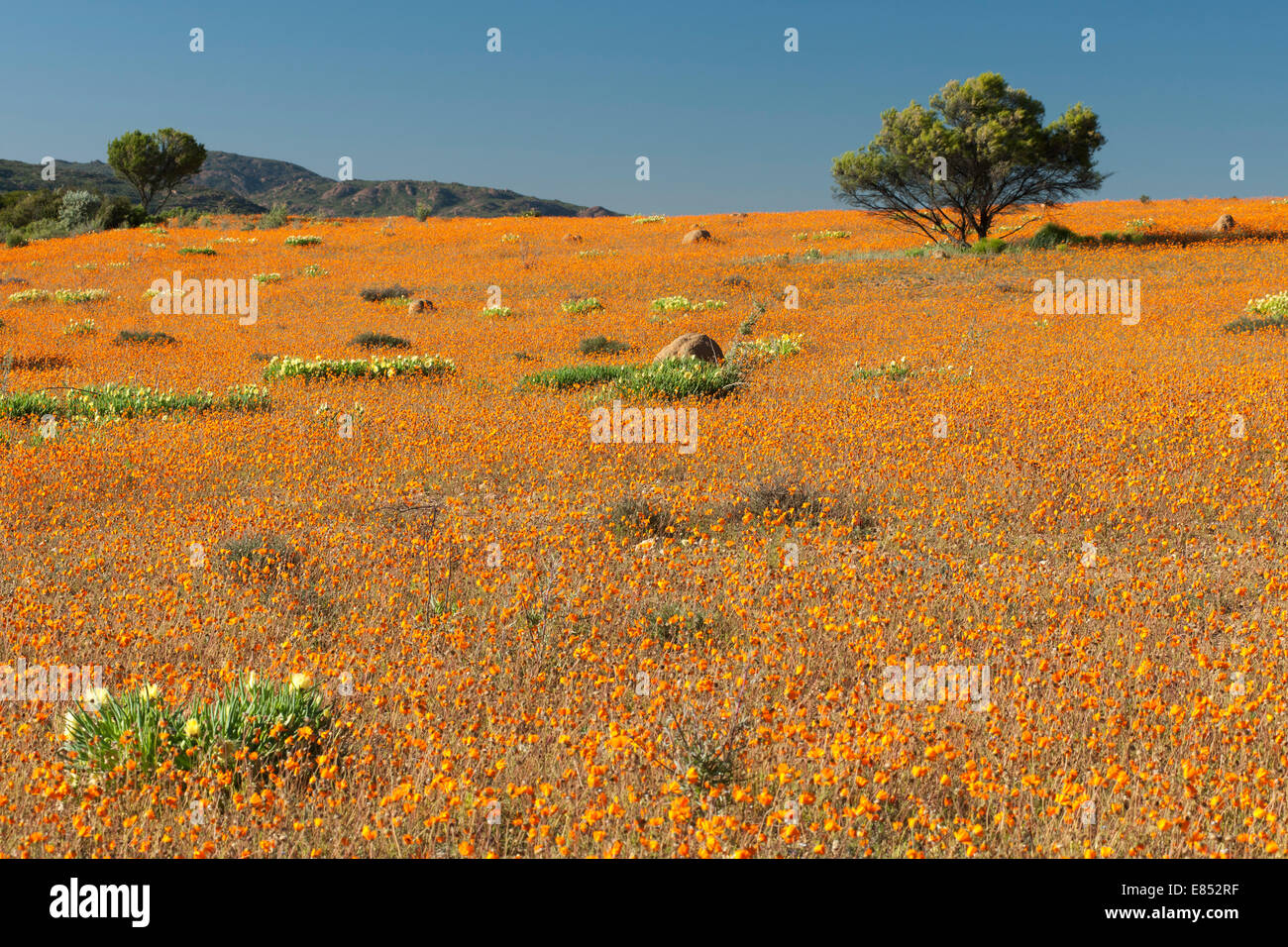 Fleurs dans le Parc National Namaqua en Afrique du Sud. Banque D'Images