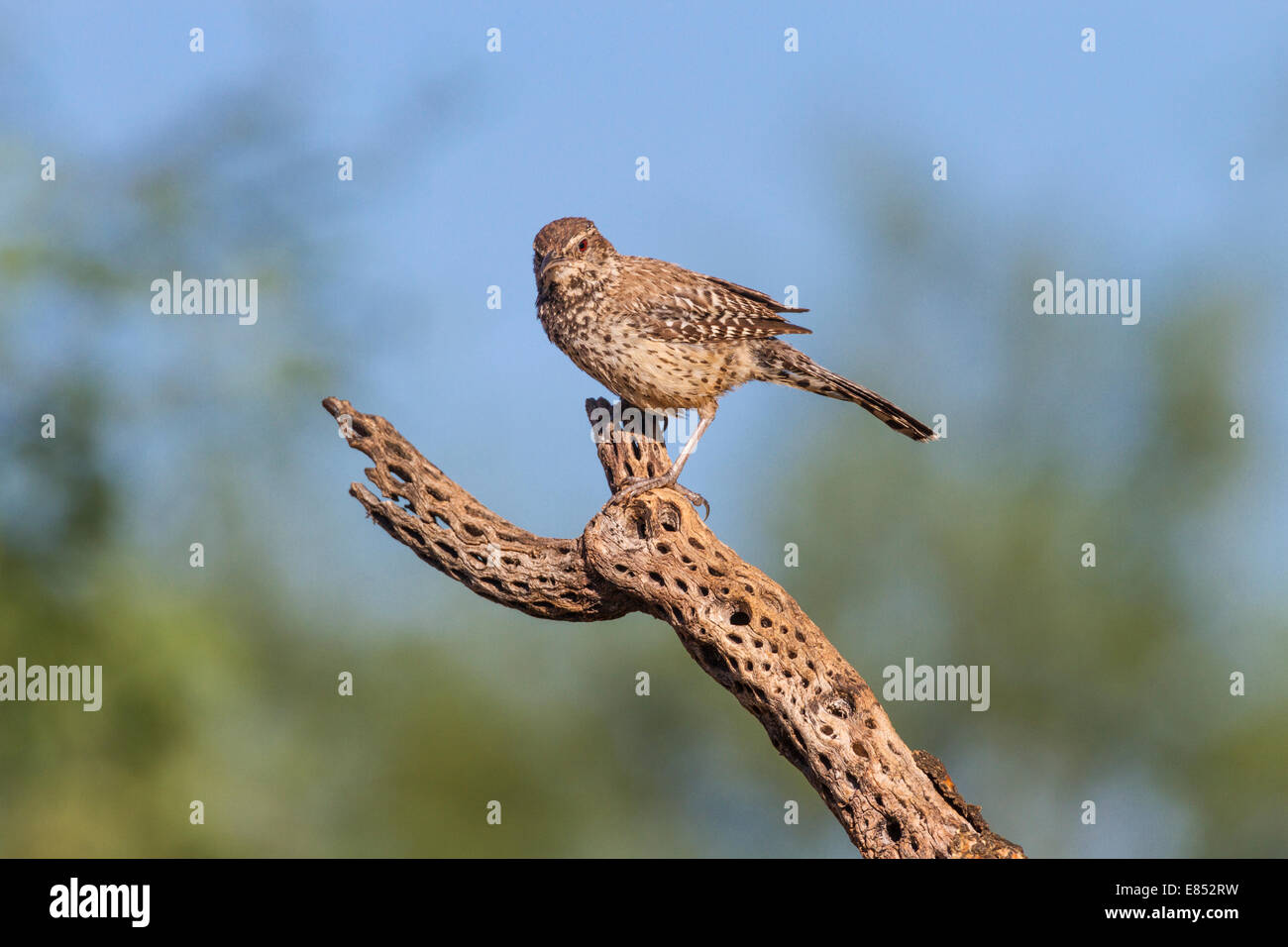 Cactus Wren, Campylorhynchus brunneicapillus, dans le parc national de Big Bend, dans le sud-ouest du Texas. Banque D'Images